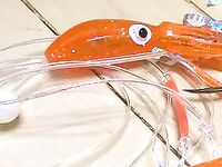 Запах, свет и звук в морской рыбалке: рабочая ставка