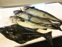 Торсваг - неделя на море с трофеями до 20 кг