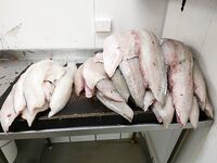 Последний день в Норвегии: скумбрия из сайды и окунь молчит