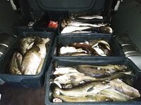 Последний день в Норвегии: скумбрия из сайды и окунь молчит