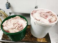 Последний день в Норвегии: скумбрия из сайды и окунь молчит