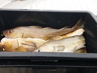 Сенья, Гриллефьорд и скреи в Норвегии, неделя морской рыбалки глазами команды