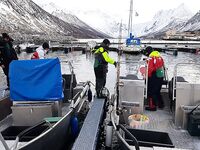 Сенья, Гриллефьорд и скреи в Норвегии, неделя морской рыбалки глазами команды