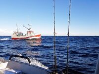 Сенья, Гриллефьорд и скреи в Норвегии, неделя морской рыбалки глазами команды