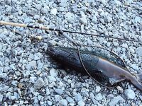 Новая Зеландия: горная форель на 9 кг и пара поменьше