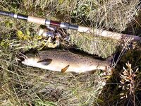 Новая Зеландия: горная форель на 9 кг и пара поменьше