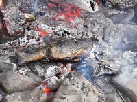 Новая Зеландия: горная форель на 9 кг и пара поменьше