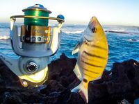 Первая рыбалка 2015 в Португалии — сарго с берега