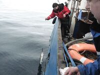 Первый трофей в день старта у Рыбачьего