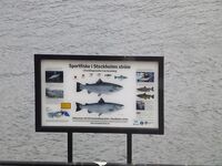 Стокгольм низкая вода - течения нет