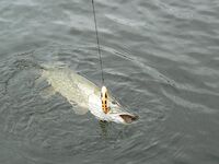 Стокгольмские шхеры: рыбалка с гидом, дождь и улов