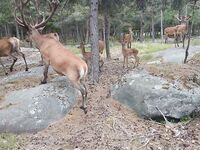 Стокгольм лесные прогулки и частные угодья