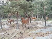 Стокгольм лесные прогулки и частные угодья