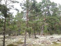 Стокгольм лесные прогулки и частные угодья