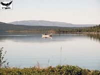 Швеция заполярье хариус путь через Кируна и озеро Торнетреск