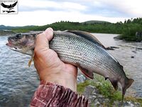 Швеция заполярье хариус путь через Кируна и озеро Торнетреск
