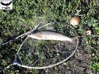 Швеция заполярье хариус путь через Кируна и озеро Торнетреск