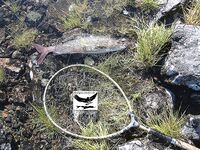 Швеция заполярье хариус путь через Кируна и озеро Торнетреск