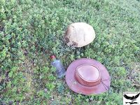 Швеция заполярье хариус путь через Кируна и озеро Торнетреск