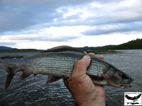 Швеция заполярье хариус путь через Кируна и озеро Торнетреск