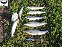 Швеция заполярье хариус путь через Кируна и озеро Торнетреск