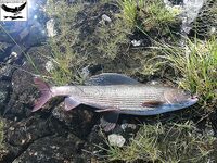 Швеция заполярье хариус путь через Кируна и озеро Торнетреск
