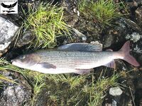 Швеция заполярье хариус путь через Кируна и озеро Торнетреск