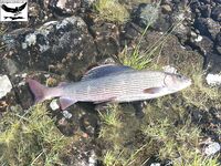 Швеция заполярье хариус путь через Кируна и озеро Торнетреск