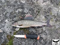 Швеция заполярье хариус путь через Кируна и озеро Торнетреск