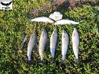 Швеция заполярье хариус путь через Кируна и озеро Торнетреск