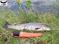 Швеция заполярье хариус путь через Кируна и озеро Торнетреск