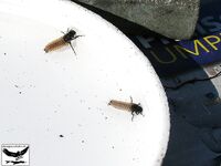 Швеция заполярье хариус путь через Кируна и озеро Торнетреск