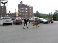 Швеция заполярье хариус путь через Кируна и озеро Торнетреск