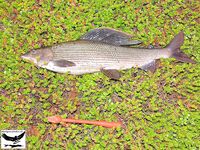 Швеция заполярье хариус путь через Кируна и озеро Торнетреск