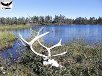 Швеция Заполярье хариус и заметки к прошлому отчёту