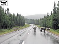 Швеция, заполярный хариус и короткий итог поездки
