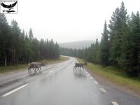 Швеция, заполярный хариус и короткий итог поездки