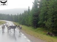 Швеция, заполярный хариус и короткий итог поездки
