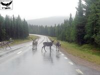 Швеция, заполярный хариус и короткий итог поездки