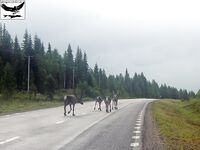 Швеция, заполярный хариус и короткий итог поездки