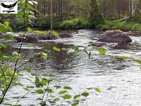 Швеция, заполярный хариус и короткий итог поездки