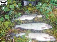 Швеция, заполярный хариус и короткий итог поездки