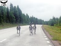 Швеция, заполярный хариус и короткий итог поездки