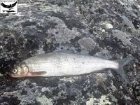 Швеция, заполярный хариус и короткий итог поездки