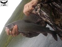 Швеция, заполярный хариус и короткий итог поездки