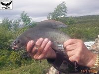 Швеция, заполярный хариус и короткий итог поездки