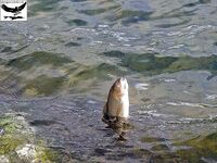 Швеция, заполярный хариус и короткий итог поездки