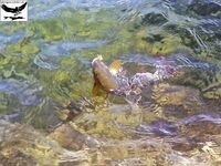 Швеция, заполярный хариус и короткий итог поездки