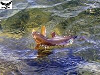 Швеция, заполярный хариус и короткий итог поездки