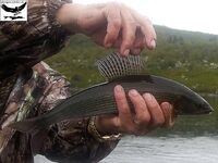 Швеция, заполярный хариус и короткий итог поездки